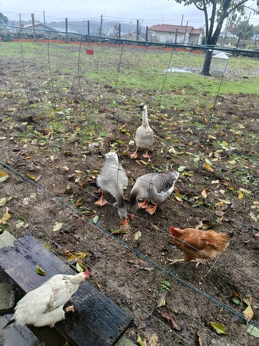 Para vender 3 gansos