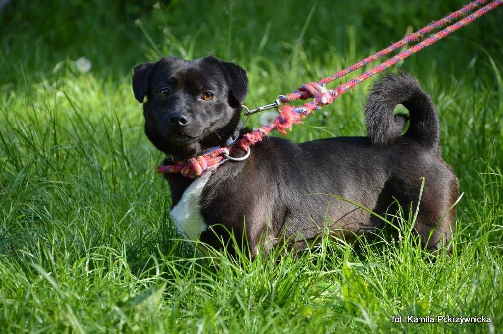 Mały 6 kg Pączek szuka domu !