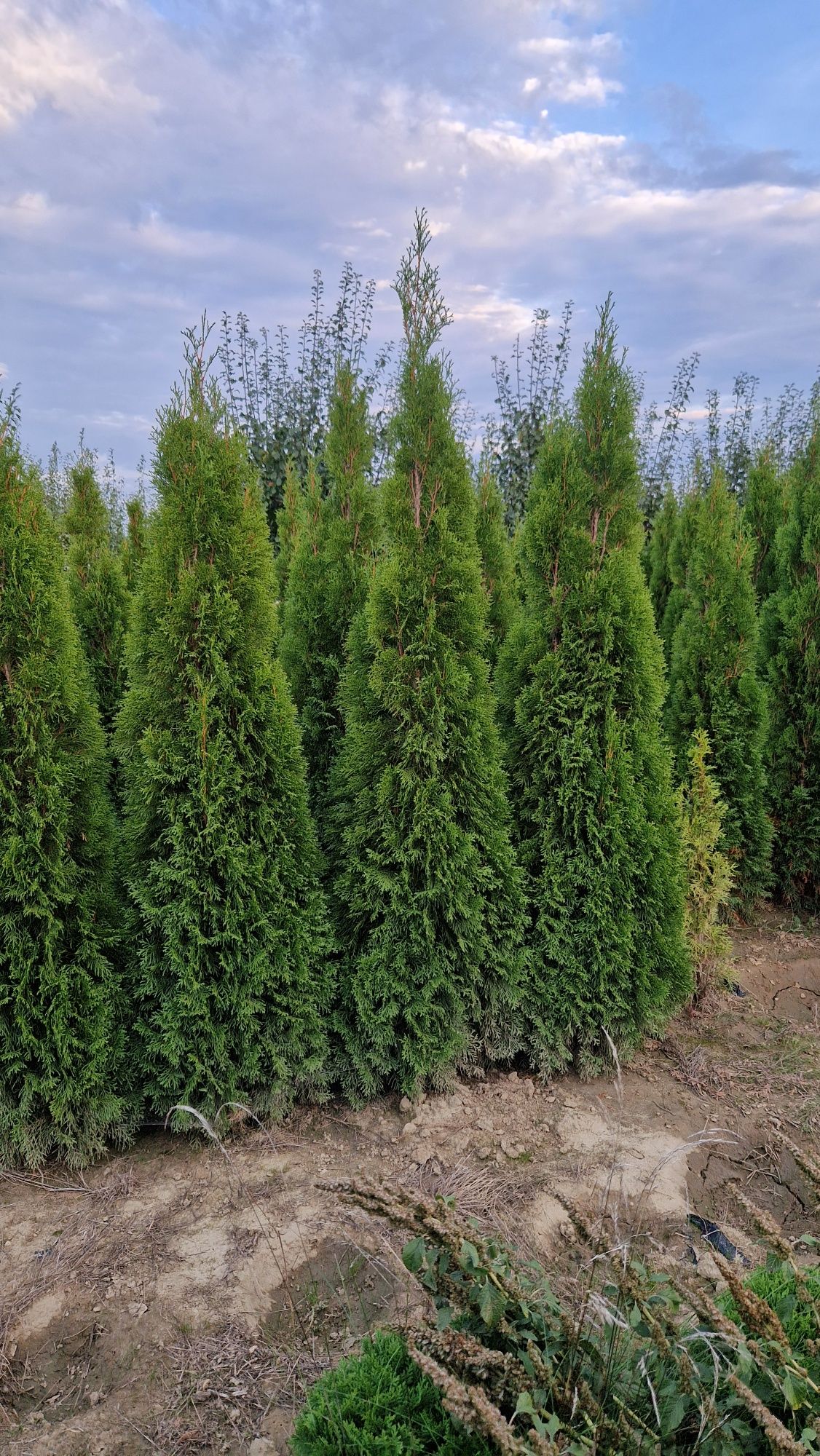 Tuja brabant salant 180 cm PROMOCJA 25 zł
