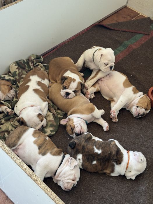 Femea Bulldog Ingles c/Lop