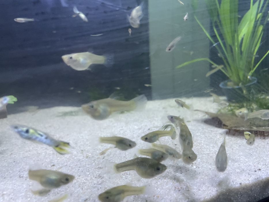 Peixes Endler Yellow Tiger