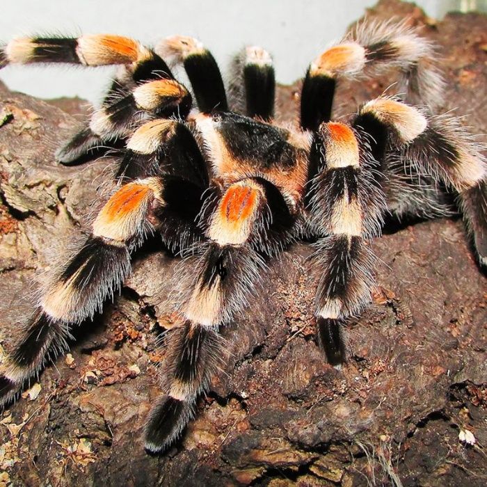 Brachypelma hamorii (ex. smithi) самка паука птицееда 7 см