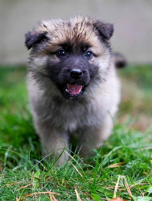 Oddam w dobre ręce szczenięta - Mają i Gucio