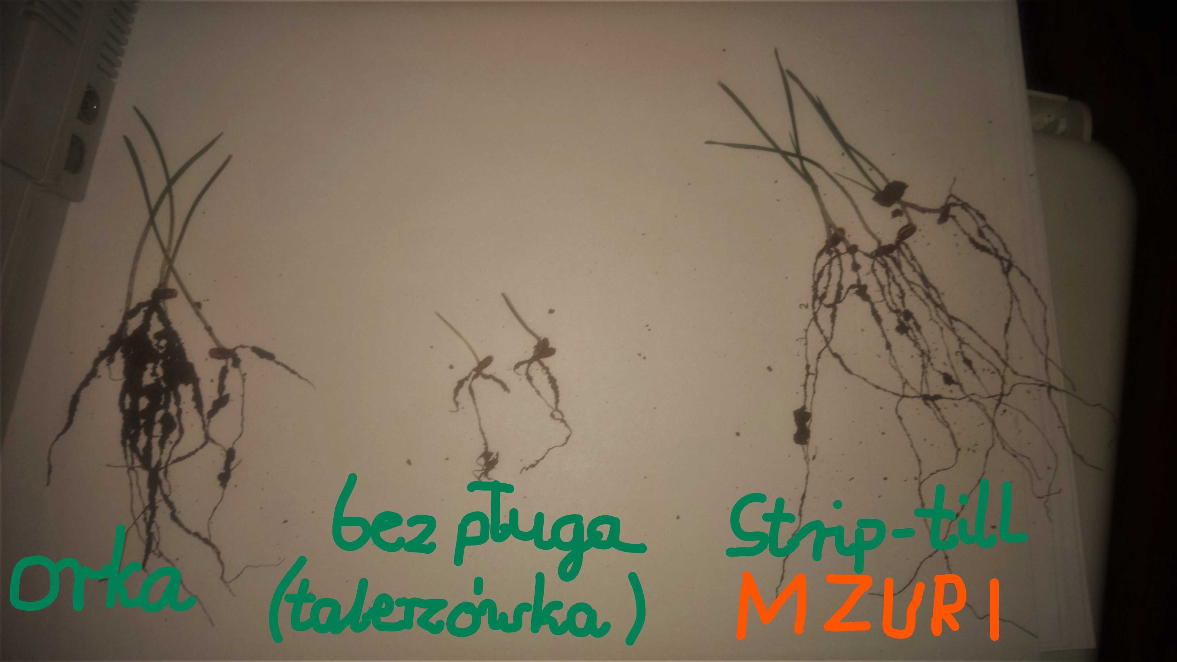 Siew bez orki MZURI -  GPS - rzepak, zboża  - Strip-till -EKOSCHEMAT