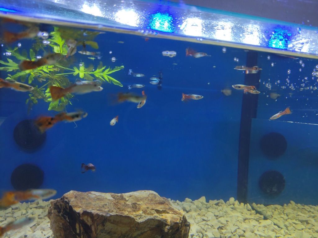 Guppys variados criação própria