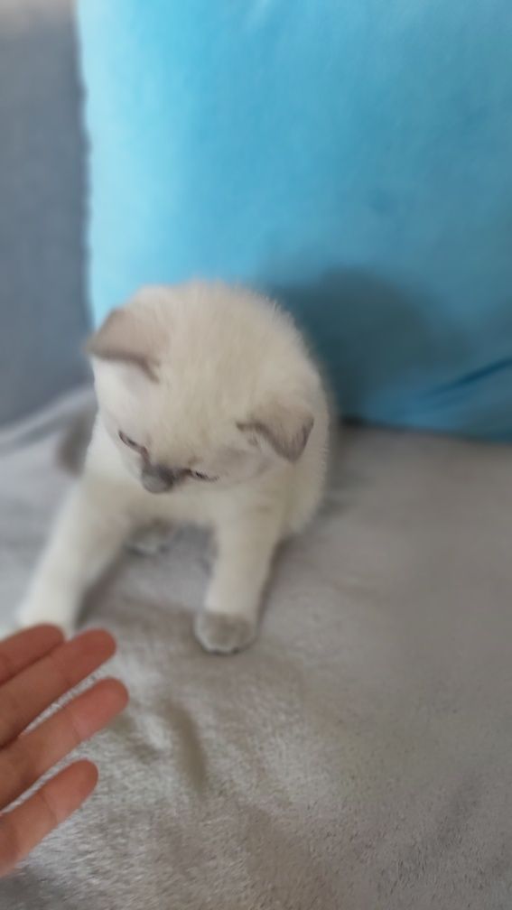 Кошенята Шотландський Блю Поінт. Вік 2 місяці.