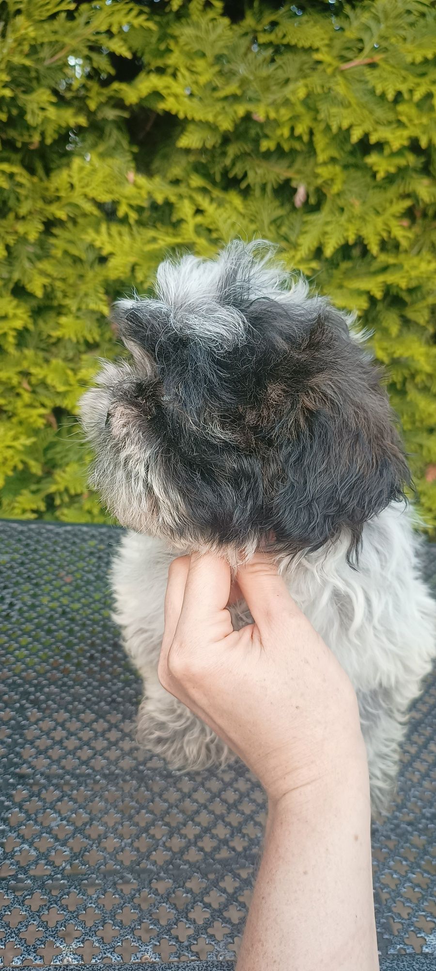 Mal shi, komplet szczepień ( maltańczyk, shih tzu)