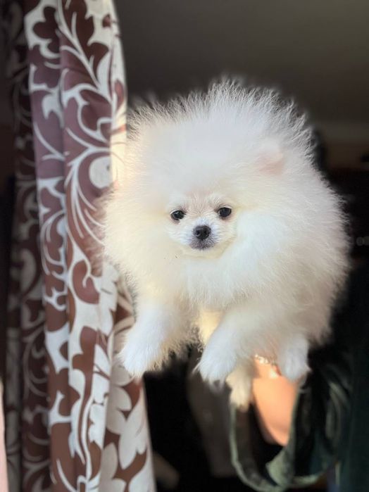 Szpic Pomeranian