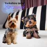 Yorkshire terrier piesek
