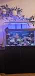 Akwarium morskie 90/50, sump, refugium, lampy orphek