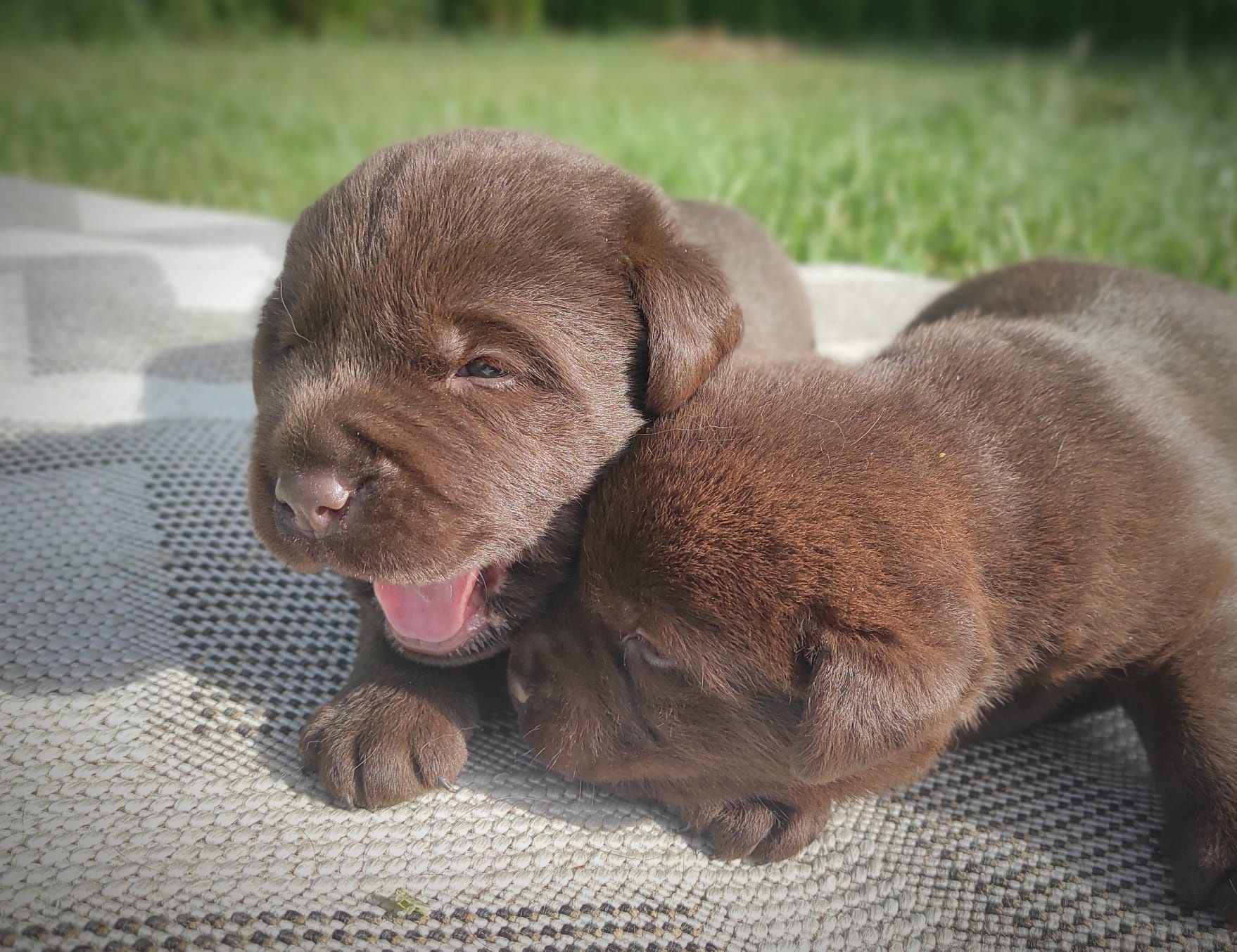 Labrador retriever czekoladowy