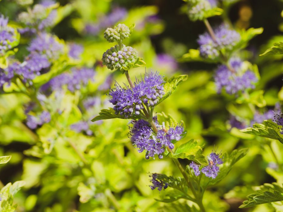 Barbula klandońska 'Worcester Gold' (Caryopteris) Doniczka 2L