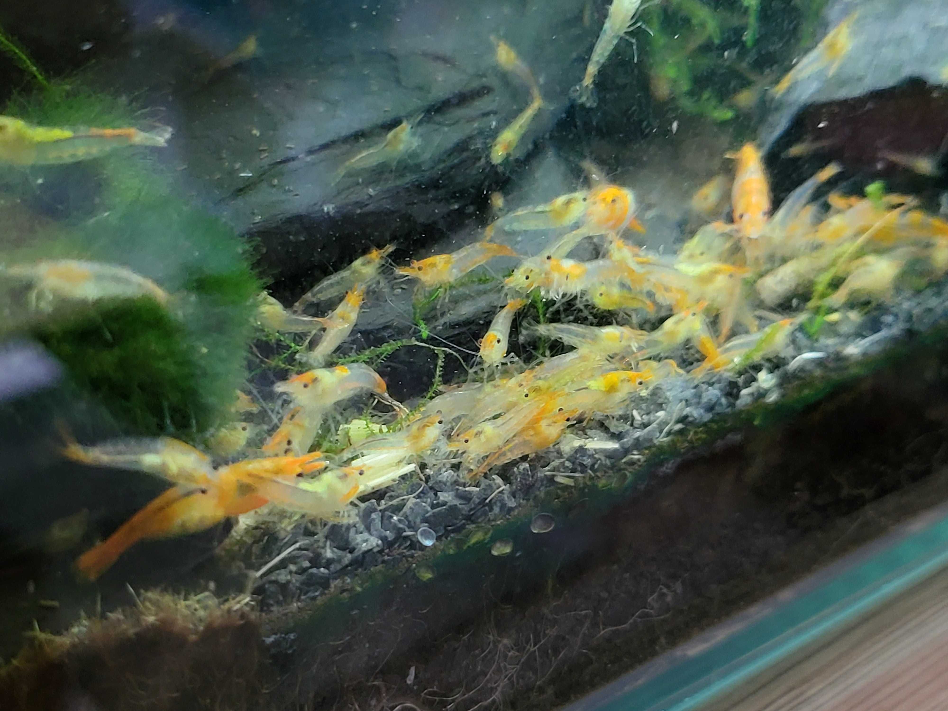 Krewetki Neocaridina orange rili