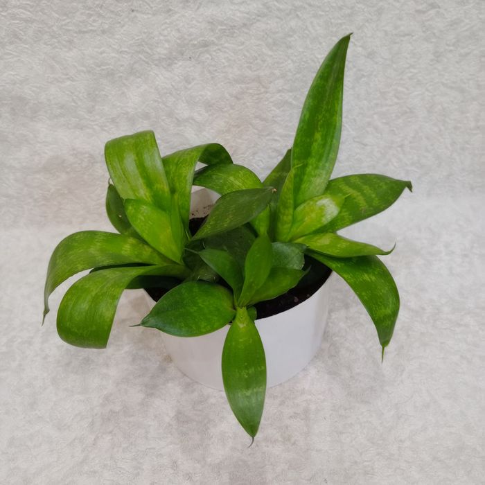 Сансевієрія 'Hahnii Forest Star' - 3 розетки в горщику, компактна

Про