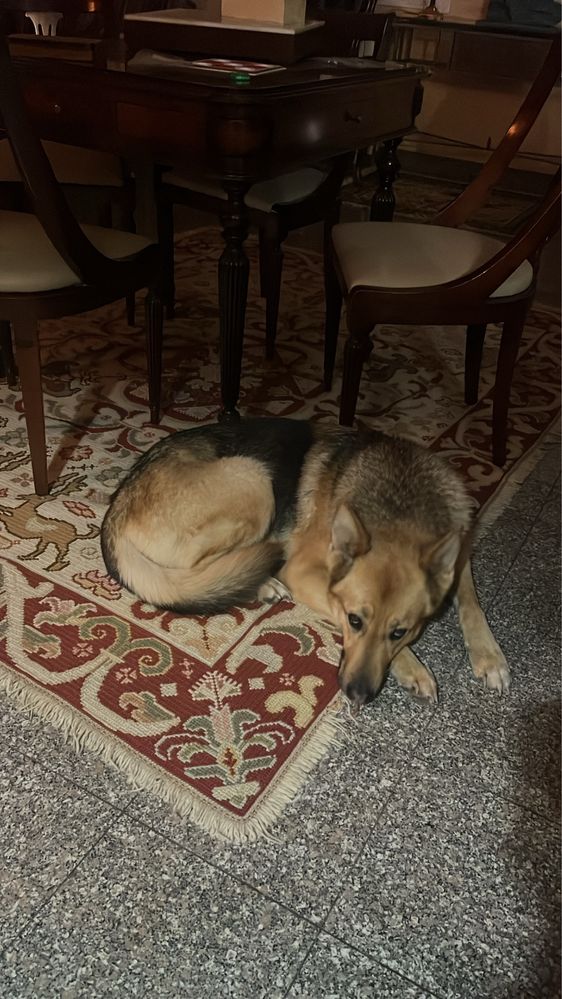 Petsitter em Cantanhede e arredores