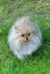 Szpic miniaturowy pomeranian