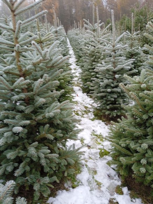 Sadzonki iglaków od 1m prosto z pola