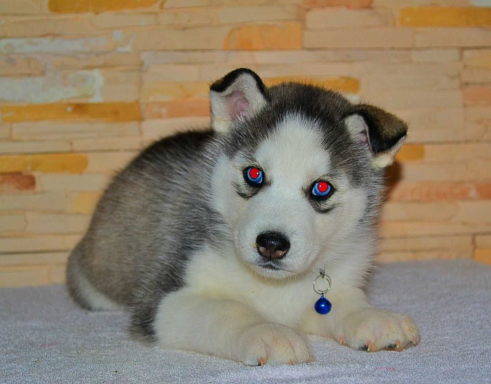 Волчий окрас голубые глаза щенок мальчик клубная вязка сибирский хаски