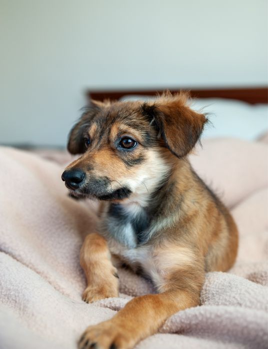 Цуценя 4 місяці дівчинка. Вакцинована. Безкоштовна доставка по ІФ.