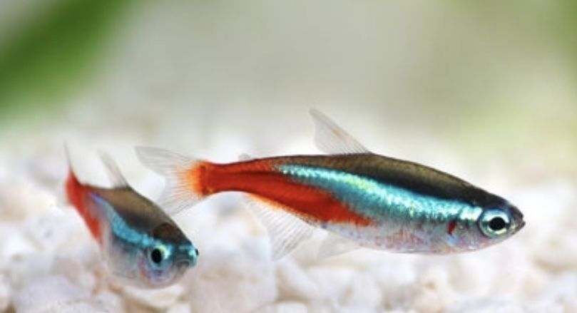 Neon Innesa Bystrzyk