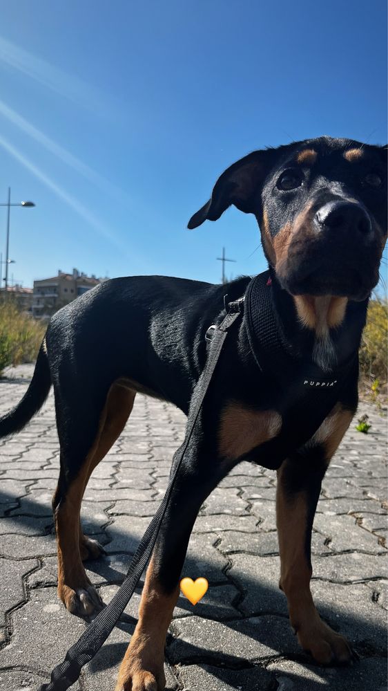 Cadela para adoção