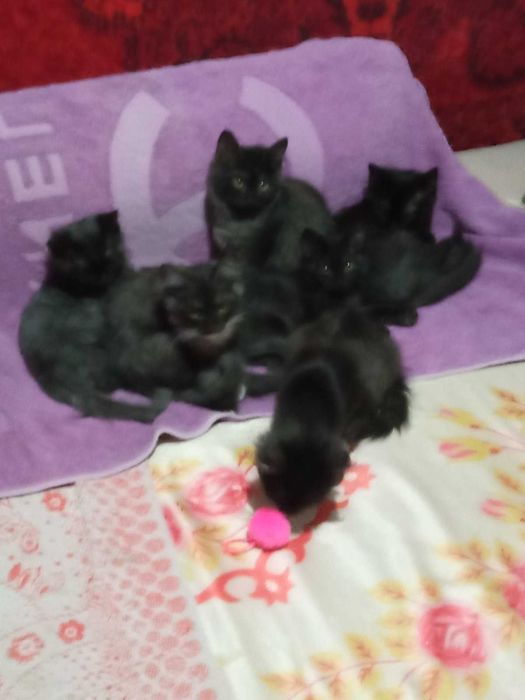 Отдам ласковых котят в добрые ручки!