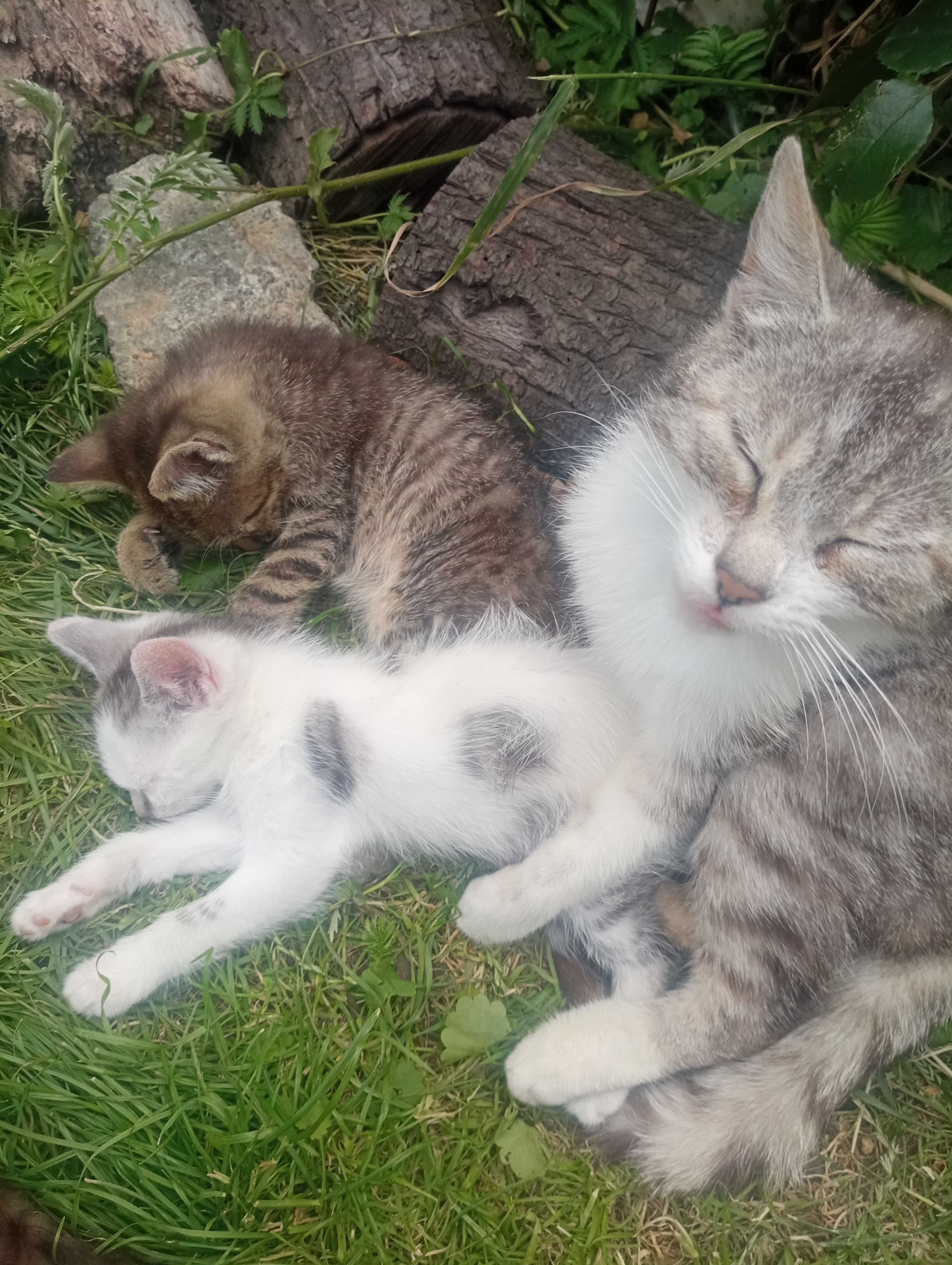 Puszyste maluchy