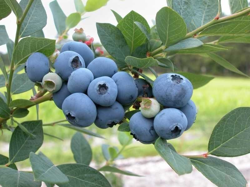 Drzewka borówki Amerykańskiej odmiana blue Cropp