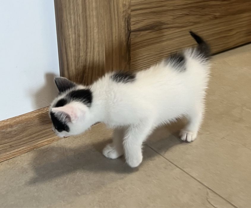 Szukamy domu tymczasowego dla kotki i jej maluszków.