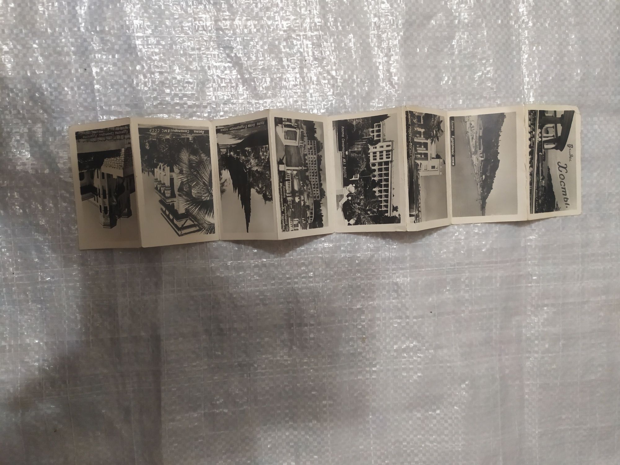Виды хосты фотоальбом вкладыш 1955г Сочи/патчи очистки пор черных точе