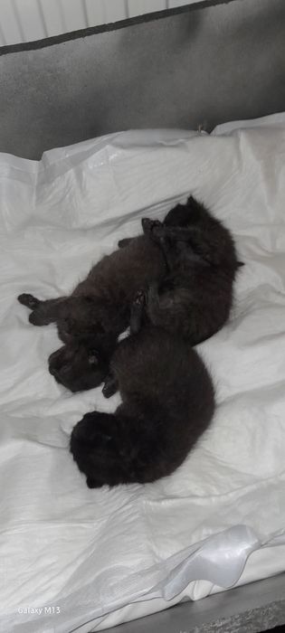 Oddam kotki za kilka tygodni