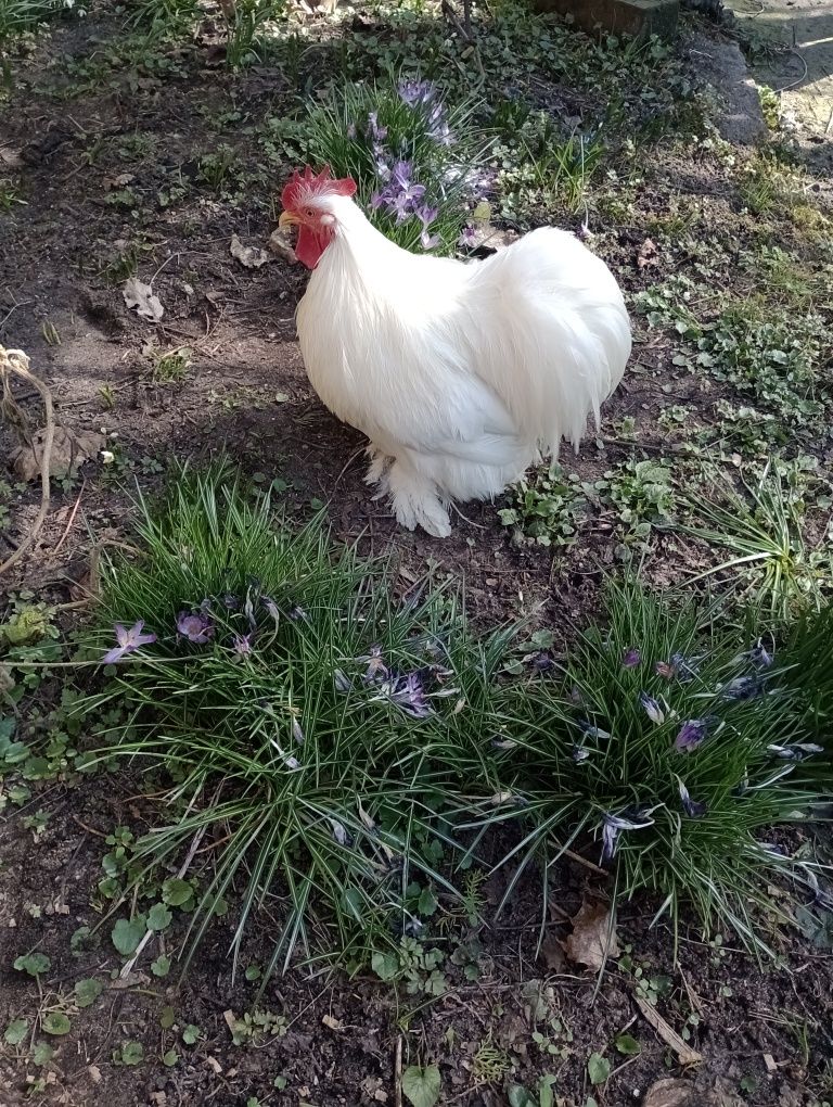 Kochiny, karzełki łapciate,brakle,