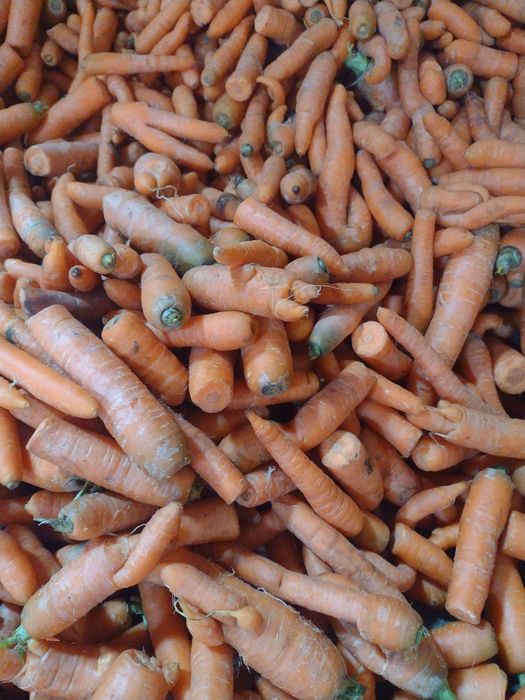 Sprzedam marchew i buraki czerwone