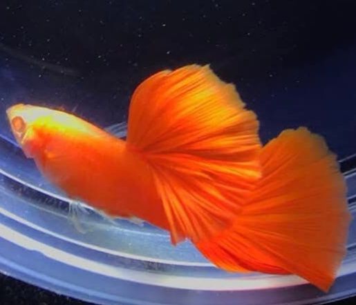 Gupik Full Red Albino Super Big Dorsal samiec plus dwie samice