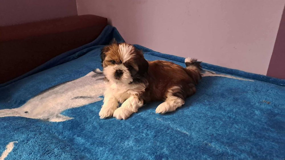 Szczeniak Shih tzu