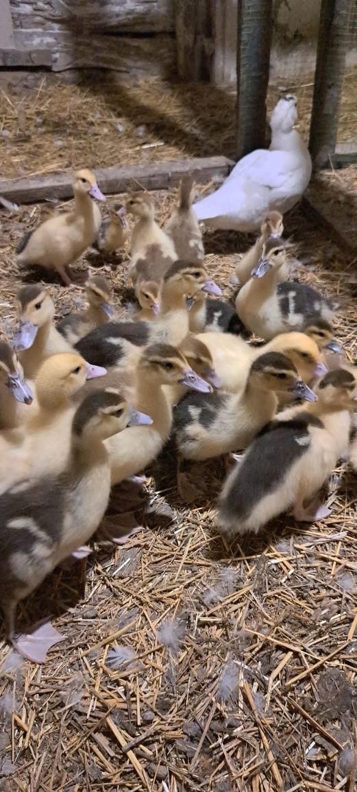 Продам індокачка, качур, каченята, индоутка, шипуны, селезень, утята