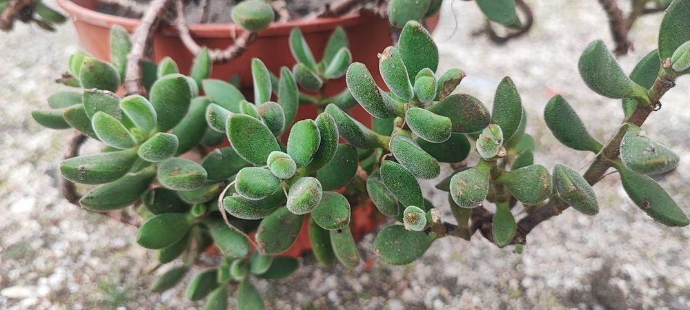 Planta suculenta