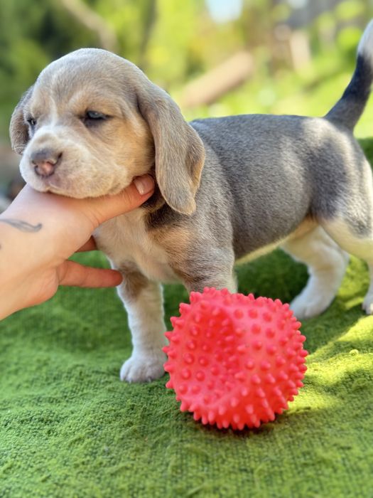 Бігль  з документами кку блакитний голубой