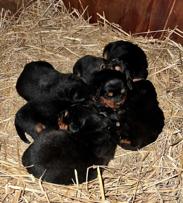 Owczarek Mongolski Bankhar zapowiedź miotu