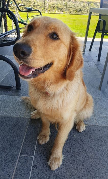 Golden Retriever linia amerykańska / piesek / szczeniak /rodowód ZK.PL