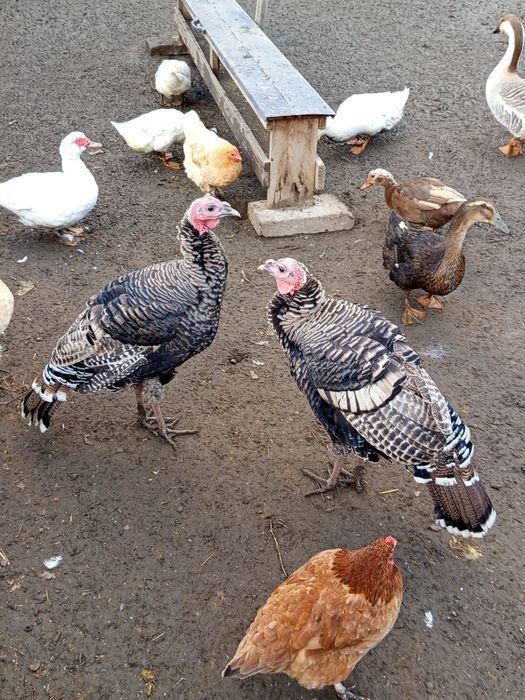 Sprzedam indory z tego roku