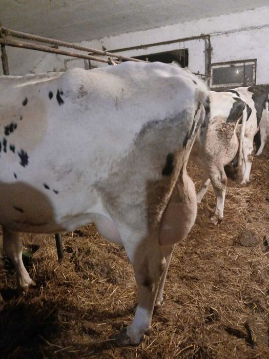Krowy mleczne rasy HF
