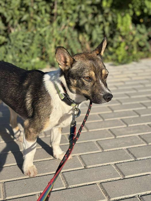 Pocieszny Bobik do przygarnięcia