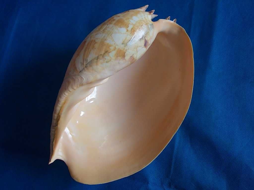 Muszle morskie- Melo umbilicatus