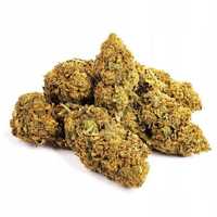 100G Susz CBD Blueberry Haze 0,20% HURT Producent FV Susz konopny