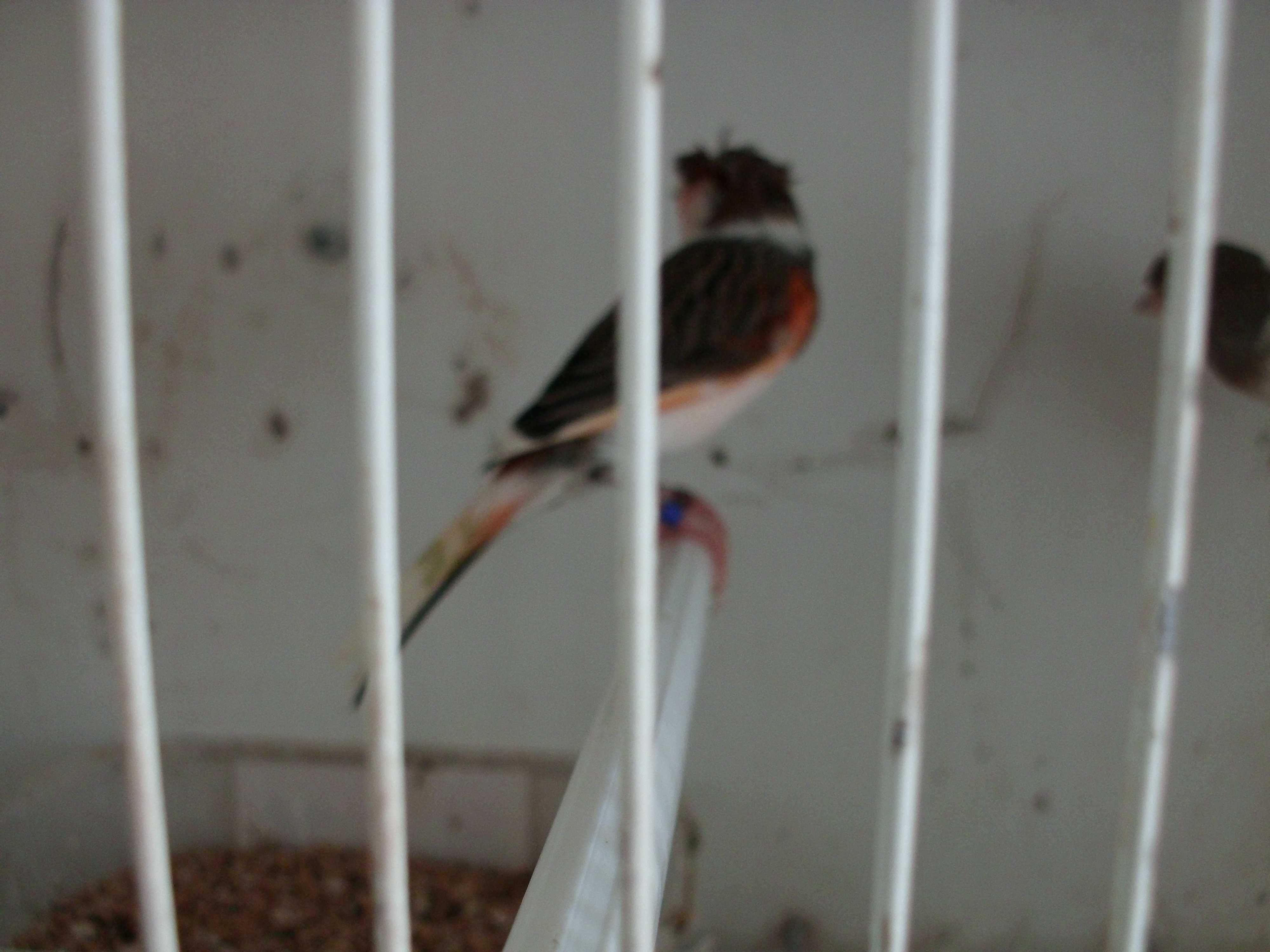 Canários aves de companhia
