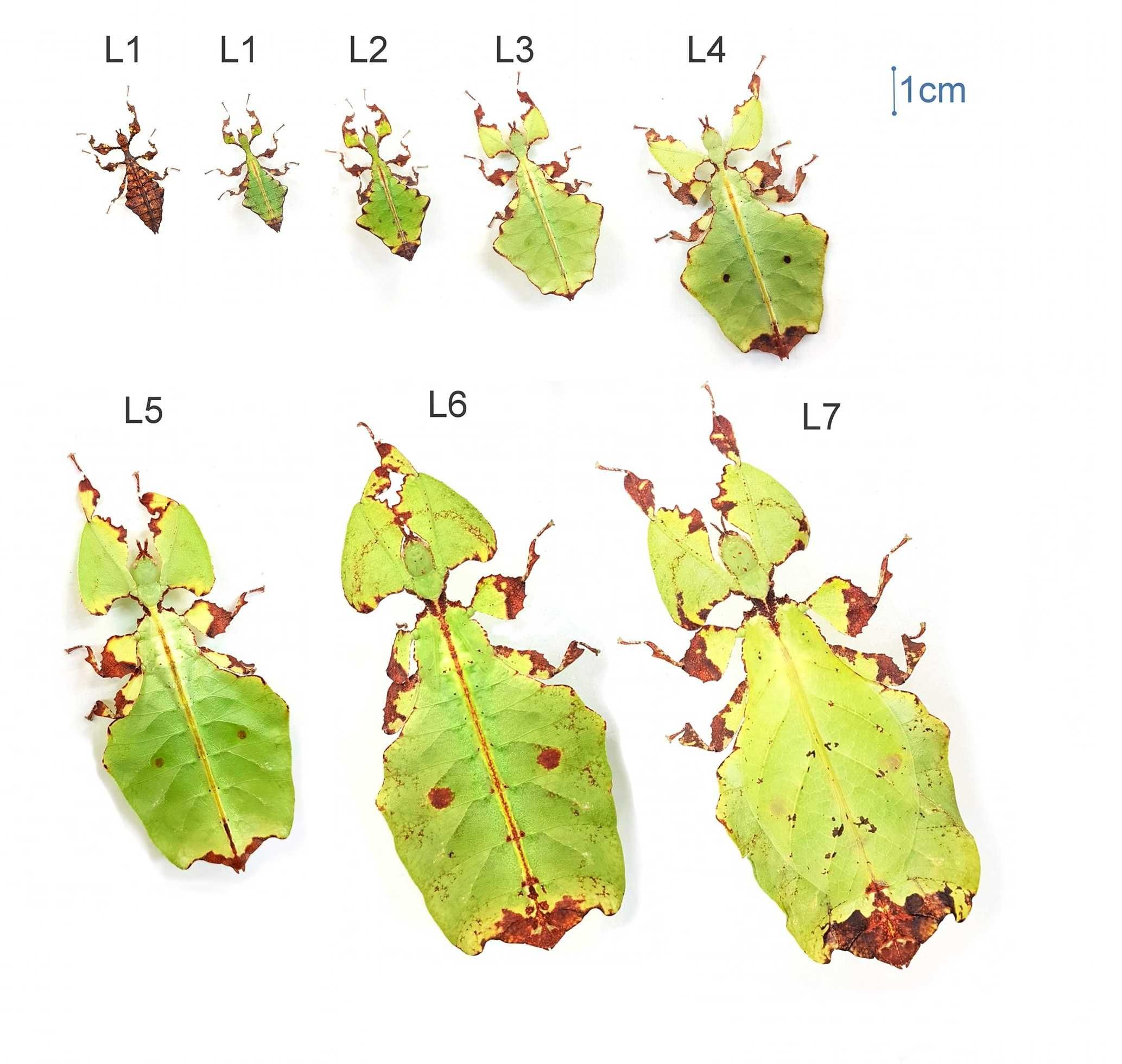 Liściec olbrzymi (Phyllium giganteum) L1-L2
