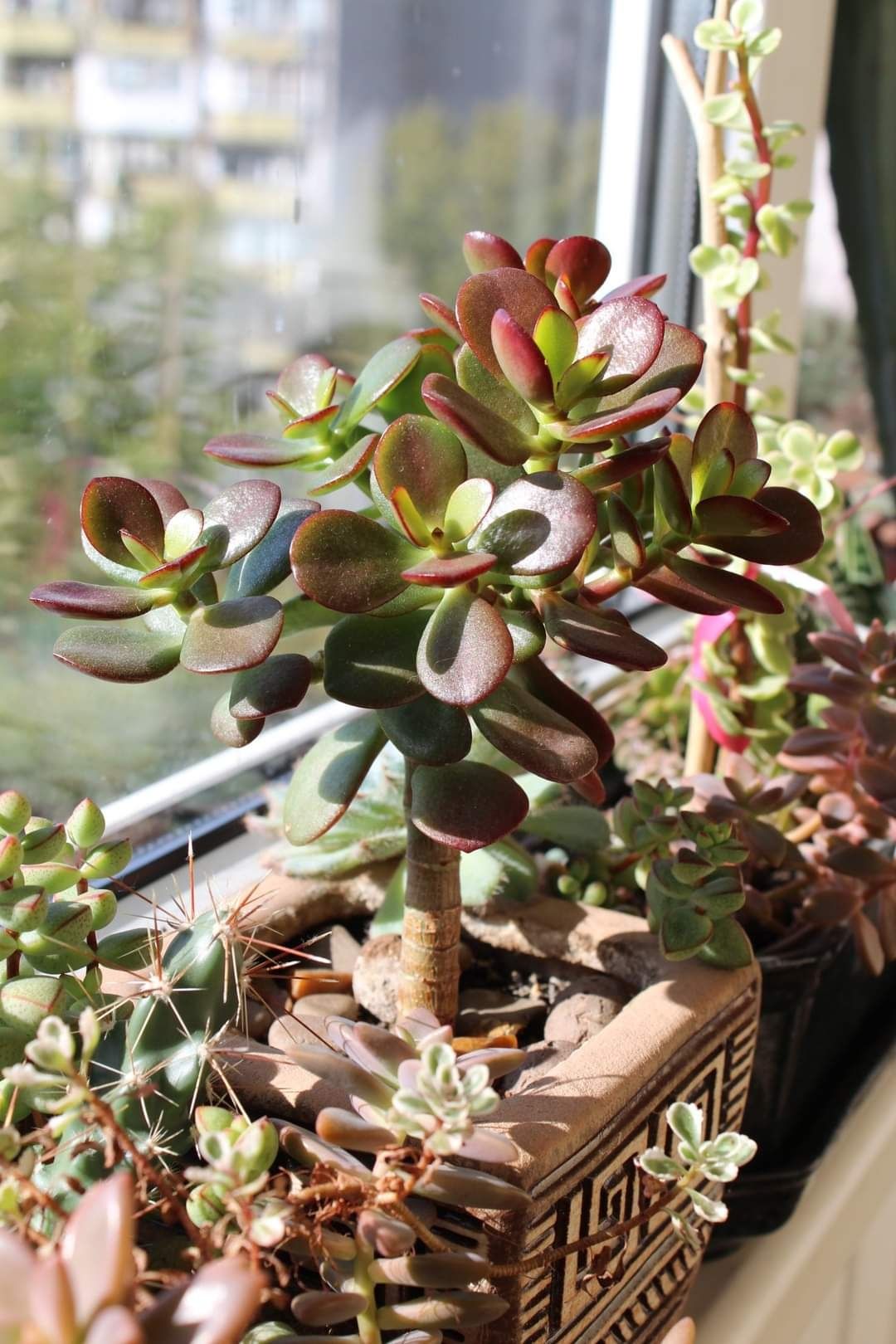 Крассула Минор / Crassula Minor