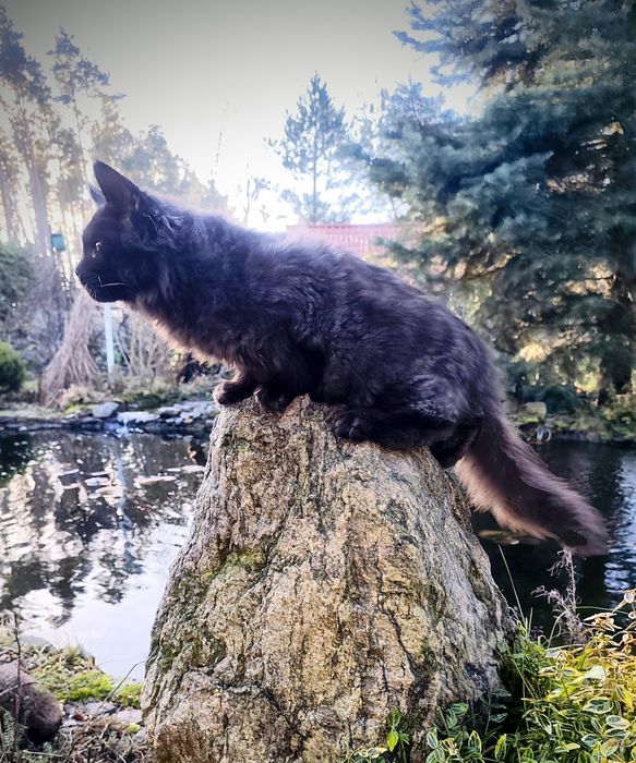 Maine Coon kocur do odbioru -wyjątkowy kolor, hodowla