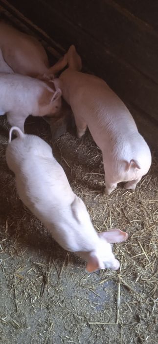 Продаються поросята трех породний гібрід